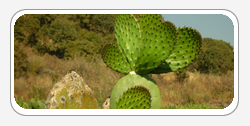 Nopal