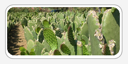 Nopal